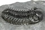Phacopid (Adrisiops) Trilobite - Jbel Oudriss, Morocco #245287-1